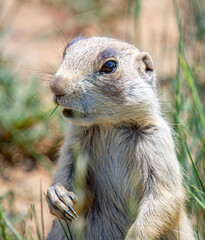 Wall Mural - white-tailed prairie dog
