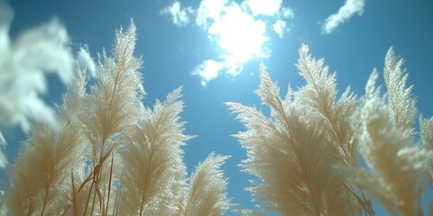 Wall Mural - a tranquil view of pampas grass swaying gently under a bright blue sky, illuminated by the sun, evok