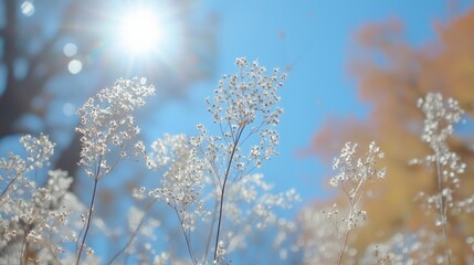 Wall Mural - delicate white wildflowers glisten in the sunlight against a clear blue sky, evoking feelings of pea