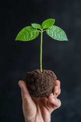 Leinwandbilder - Eco-Tech Aesthetic Plant Seedling in Hand with Soil Innovative GMO Concept and Sustainable Agriculture Visualization in Biotech for Modern Farming Solutions