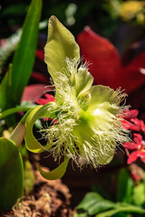 Wall Mural - A white flower with green stems and a red background