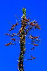 Wall Mural - A tall tree with brown leaves and a blue sky in the background