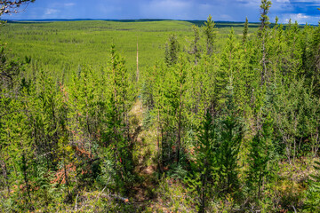 Wall Mural - A lush green forest with a clear blue sky in the background