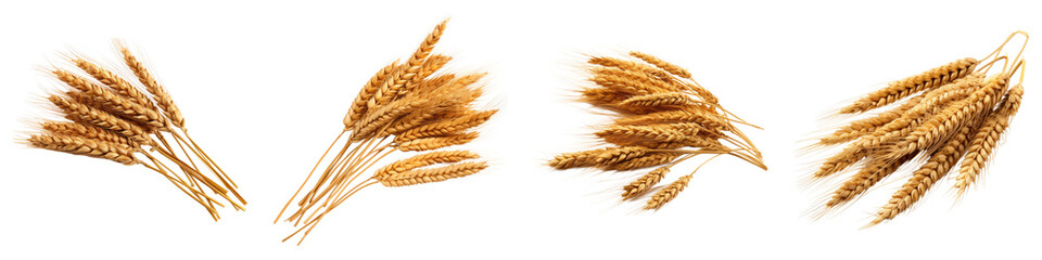 Bunch dry ripe autumn spikelet's of wheat isolated on transparent background, PNG, set of