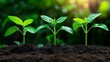 © admin_design - Vibrant young plants growing in a row, closeup view of new life in the soil