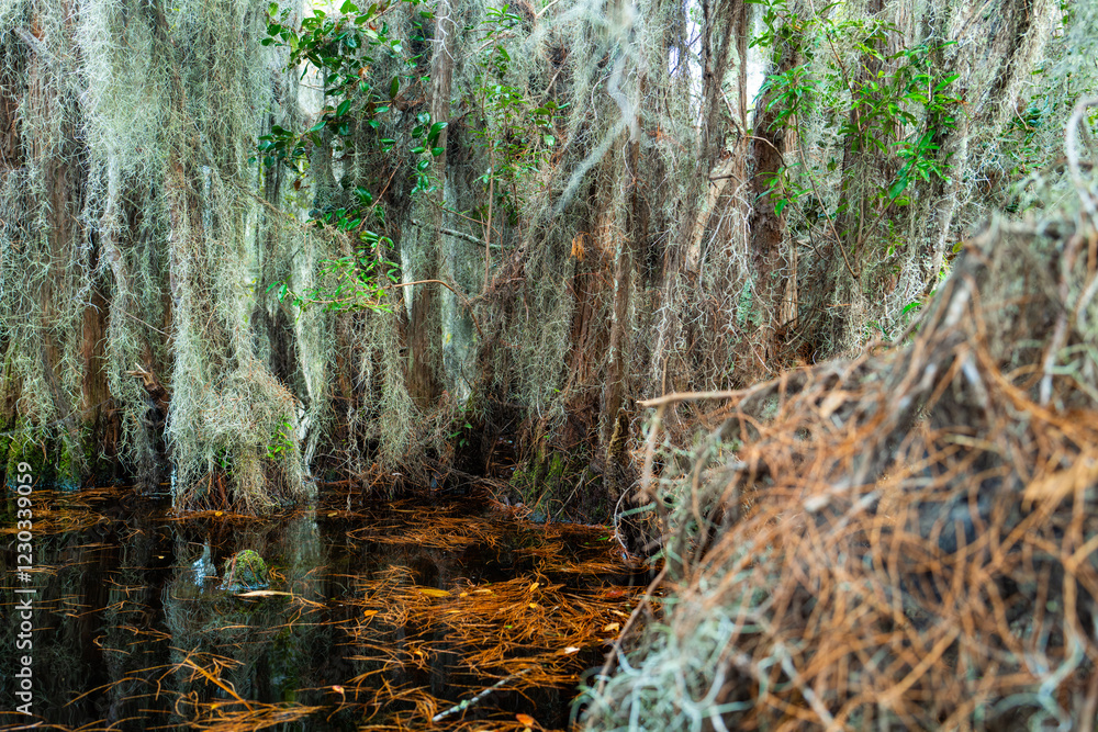 Forest of Swamp Cypresses with epiphytic Tillandsia plants, aerial ...