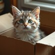 © Pavel Semin - Adorable fluffy kitten with big green eyes sitting inside cardboard box, indoor cozy atmosphere, copy space