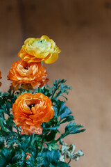 Wall Mural - Bouquet of colorful persian buttercup flowers (ranunculus).