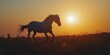 © Photo_hub - Silhouette of a galloping horse against a sunset sky.