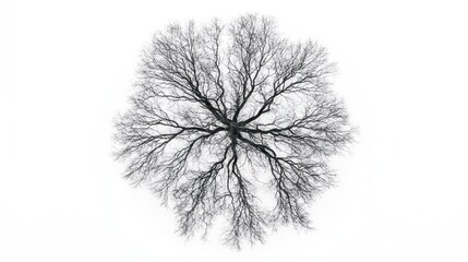 winter tree crown aerial view, white sky background, nature design