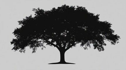 Large tree silhouette, nature, park, peaceful background, design element