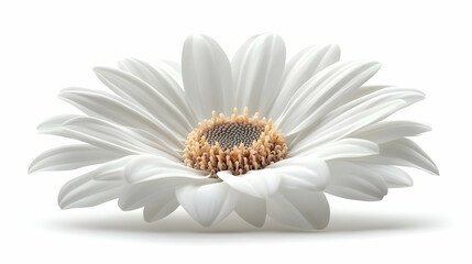 Canvas Print - White Daisy Flower Close Up Photography