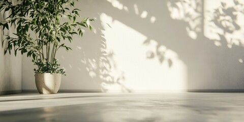 Wall Mural - Serene Indoor Space with Sunlight Streaming Through