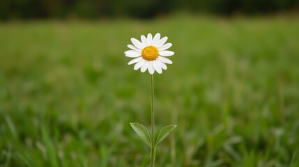 Wall Mural - Single daisy in a green field.