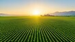 © loongnuad - Sunrise Over Vineyard: A breathtaking aerial panorama captures the sun rising over rolling hills, illuminating a vast expanse of green vineyards, creating a stunning landscape.