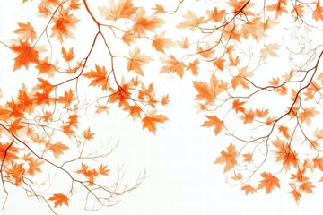 Sticker - Autumnal Branches of Maple Leaves on a White Background