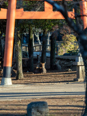 Wall Mural - 神社で休む奈良公園の鹿