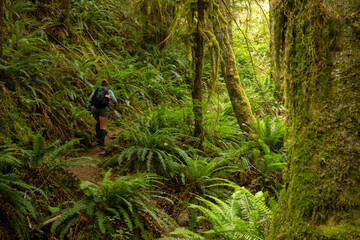 Wall Mural - Woman Hikes Uphill Through Thick Foliage of Olympic Rainforests