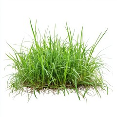 Wall Mural - Lush green grass clump isolated on white background. (13)