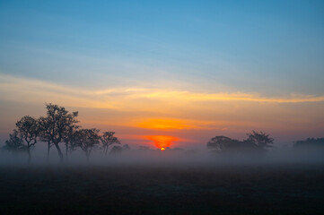 Wall Mural - sunset with foggy .a beautiful sunrise behind the large trees in spring with mist.big tree silhouett