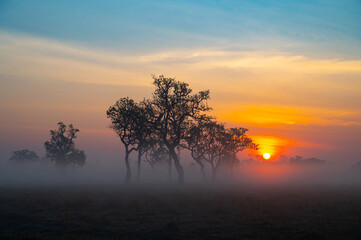 Wall Mural - sunset with foggy .a beautiful sunrise behind the large trees in spring with mist.big tree silhouett