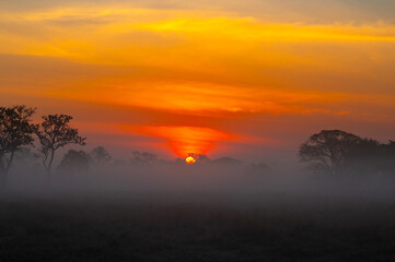 Wall Mural - sunset with foggy .a beautiful sunrise behind the large trees in spring with mist.big tree silhouett