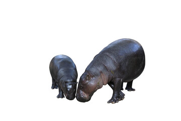 Poster - Baby pygmy hippopotamus and mother pygmy hippopotamus isolated on transparent background.