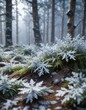 © Katherina - Snowflakes gently falling on the forest floor amidst a blanket of frost, frozen, frost, forest