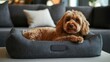 © Visioner - Adorable Brown Puppy Relaxing on a Dark Grey Pet Bed in a Modern Living Room