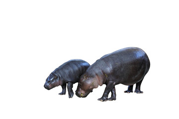 Poster - Baby pygmy hippopotamus and mother pygmy hippopotamus isolated on transparent background.