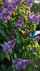 Poster - Butterflies of varied colors fluttering among blooming lilac bushes, their delicate wings glistening in soft morning light.
