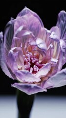 Poster - A surreal close-up of a single flower’s metamorphosis from bud to full bloom, its faintly colored X-ray petals layered over a minimalist black backdrop.
