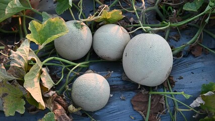 Wall Mural - green melons or cantaloupe melons plants growing in greenhouse