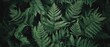 © BerkahStock - Lush green fern leaves background texture. (1)