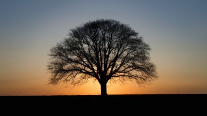 Aufkleber - Lonely tree silhouette against a vibrant sunset with orange and blue hues creating a serene landscape, highlighted by intricate branch details.