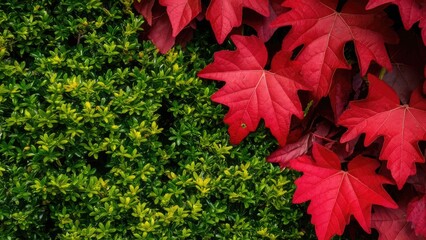 Poster - Lush green thuja foliage with vibrant red maiden grape leaves contrasting on the upper right corner against a dark background.