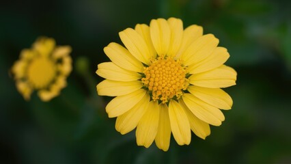 Poster - Bright yellow chamomile flowers blooming on a lush green garden bush with soft petals and detailed center, vibrant against a dark background.