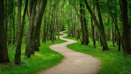 Aufkleber - Winding gravel pathway meandering through lush green forest surrounded by tall trees under soft natural lighting showcasing vibrant foliage.