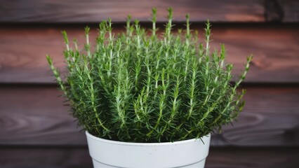 Poster - Vibrant thyme plant flourishing in a white pot set against rustic wooden backdrop with rich brown tones and vertical wood grain texture.
