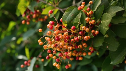 Poster - Close-up of vibrant turkey berries in shades of red and orange, clustered among lush green leaves on a tree, showcasing natural abundance.
