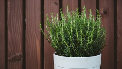 Poster - Green thyme plant thriving in a white pot positioned centrally against a blurred wooden background featuring dark brown tones and vertical planks.