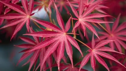 Fototapete - Vibrant red leaves of Japanese maple in closeup showcasing intricate palmate foliage against a blurred background highlighting spring growth.