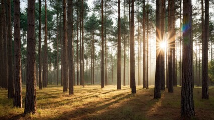 Fototapete - Sunlight streams through tall pine trees in a serene forest, casting long shadows on golden grass, creating a peaceful woodland ambiance.