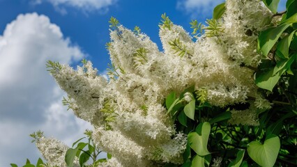 Aufkleber - White lilac blossoms cluster prominently against a vibrant blue sky with fluffy white clouds, showcasing nature's serene beauty and contrast.