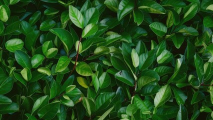 Fototapete - Lush green leaf branches create a vibrant floral pattern background with various shades of green arranged in a top view layout for nature themes.