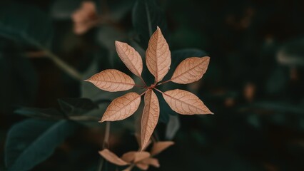 Poster - Dry leaves with a star-like shape in a dark green background showcasing earthy tones with a focus on texture and detail in nature.