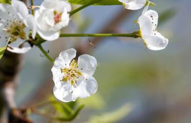 Wall Mural - A white flower with a green stem