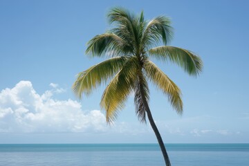 Wall Mural - Tropical palm tree ocean beach postcard summer