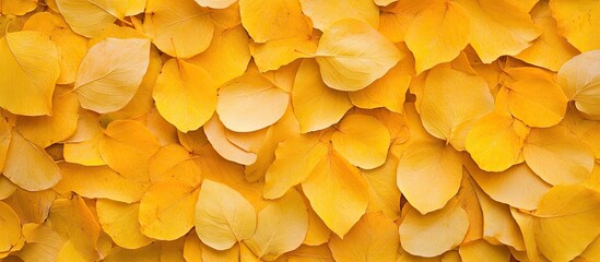 Wall Mural - Vibrant close-up of golden yellow petals arranged densely on a soft background, ideal for text overlay, showcasing autumn's cheerful hues