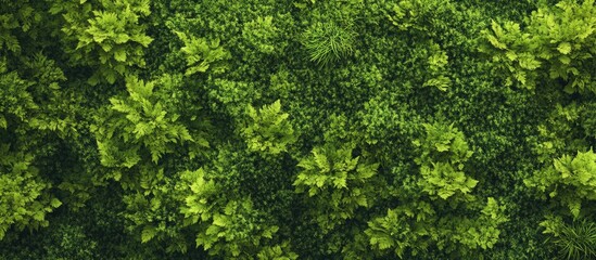 Wall Mural - Lush green wall backdrop featuring a close-up view of vibrant foliage in shades of deep green creating a refreshing natural atmosphere